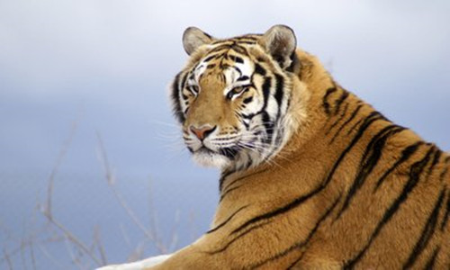 属虎的年份有哪些，分析不同年份的属虎人性格