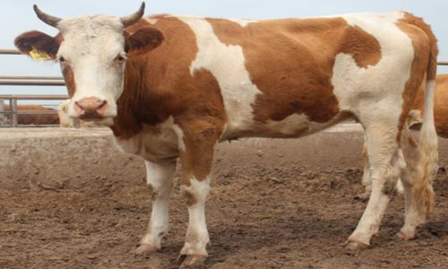 属牛的年份有哪些，分析不同年份的属牛人性格