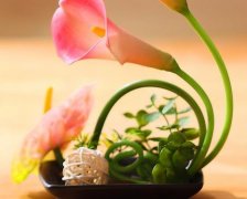 属羊双鱼座女生的性格特点
