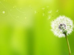 花心女人的鼻子面相如
