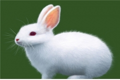1975年属兔的几月出生最好，75年出生属兔人一生运势如何
