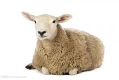 2003年属羊的几月出生最好，03年出生属羊人一生运势如何